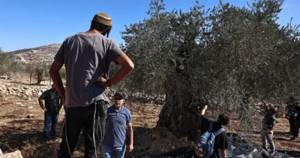 مستوطنون يعتدون على مزارعين في بيت إكسا